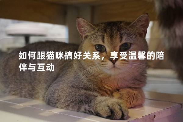 如何跟貓咪搞好關(guān)系，享受溫馨的陪伴與互動(dòng)