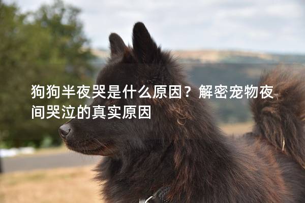 狗狗半夜哭是什么原因？解密寵物夜間哭泣的真實原因