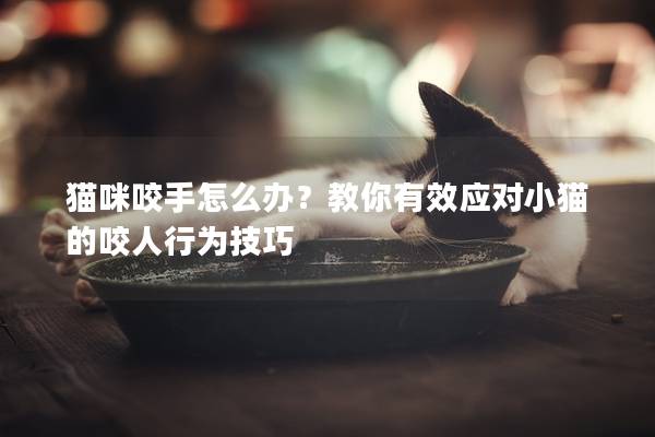 貓咪咬手怎么辦？教你有效應對小貓的咬人行為技巧