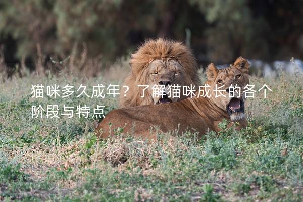 貓咪多久成年？了解貓咪成長(zhǎng)的各個(gè)階段與特點(diǎn)