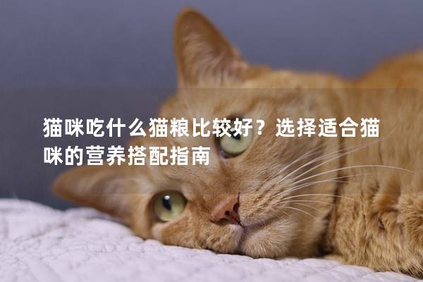 貓咪吃什么貓糧比較好？選擇適合貓咪的營(yíng)養(yǎng)搭配指南