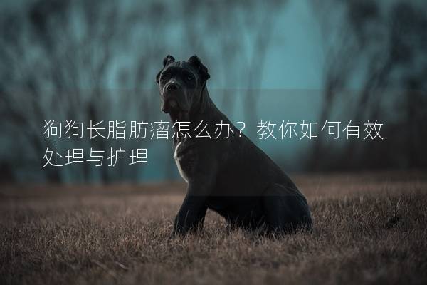狗狗長脂肪瘤怎么辦?教你如何有效處理與護理 狗狗長脂肪瘤怎么辦?教你如何有效處理與護理