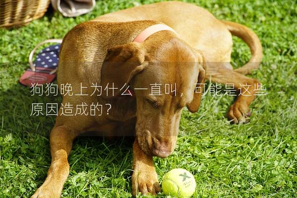 狗狗晚上為什么一直叫，可能是這些原因造成的？