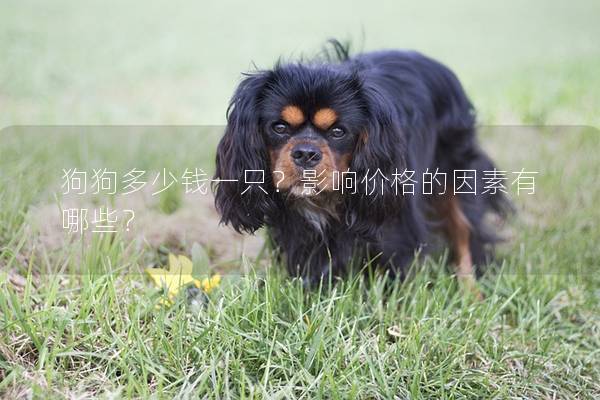 狗狗多少錢一只？影響價(jià)格的因素有哪些？