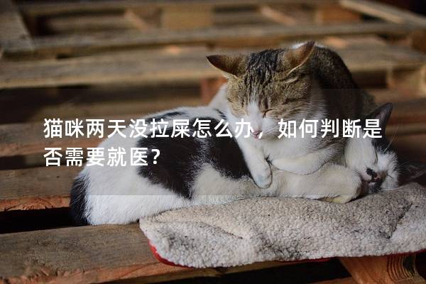 貓咪兩天沒拉屎怎么辦，如何判斷是否需要就醫(yī)？