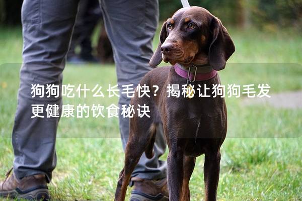 狗狗吃什么長(zhǎng)毛快？揭秘讓狗狗毛發(fā)更健康的飲食秘訣