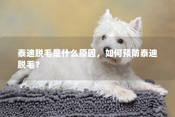 泰迪脫毛是什么原因，如何預防泰迪脫毛？