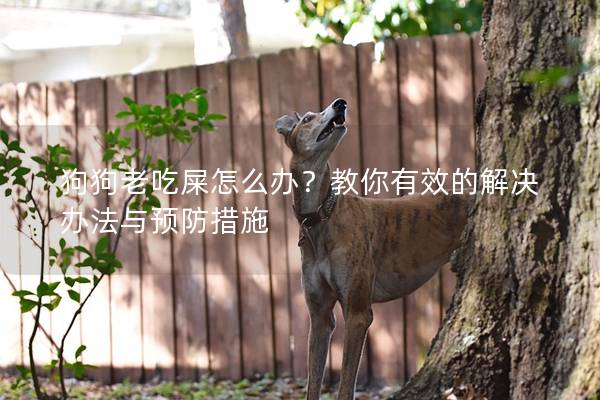 狗狗老吃屎怎么辦？教你有效的解決辦法與預防措施