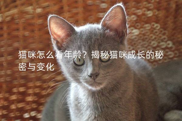 貓咪怎么看年齡？揭秘貓咪成長的秘密與變化