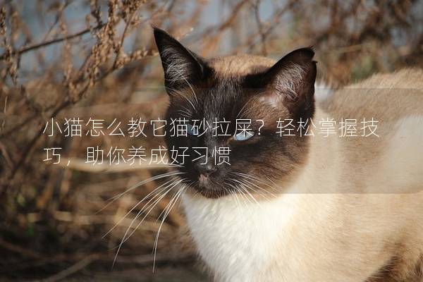 小貓怎么教它貓砂拉屎？輕松掌握技巧，助你養(yǎng)成好習(xí)慣