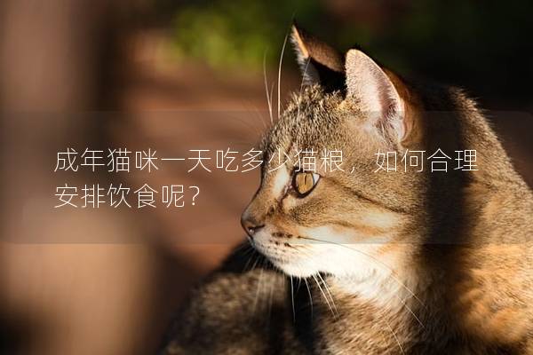 成年貓咪一天吃多少貓糧，如何合理安排飲食呢？