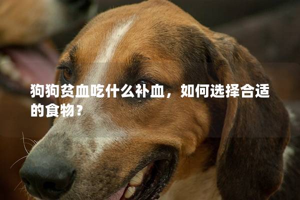 狗狗貧血吃什么補血，如何選擇合適的食物？