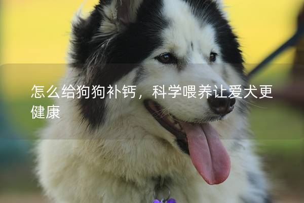 怎么給狗狗補鈣，科學喂養讓愛犬更健康