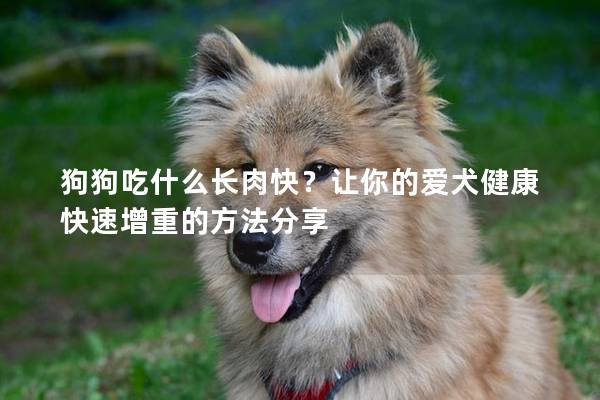 狗狗吃什么長肉快？讓你的愛犬健康快速增重的方法分享