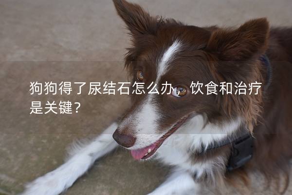 狗狗得了尿結(jié)石怎么辦，飲食和治療是關(guān)鍵？