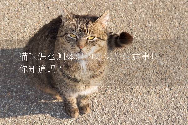 貓咪怎么測(cè)體溫的方法與注意事項(xiàng)，你知道嗎？