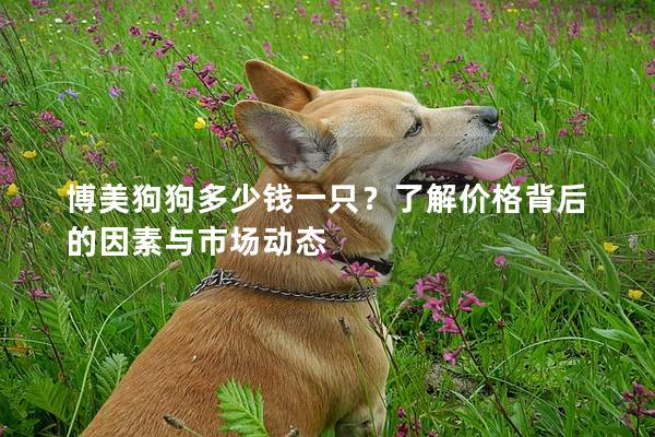 博美狗狗多少錢一只?了解價格背后的因素與市場動態 博美狗狗多少錢一只?了解價格背后的因素與市場動態