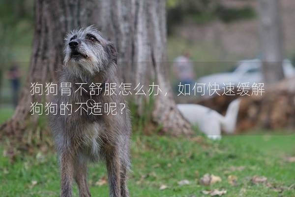 狗狗胃不舒服怎么辦，如何快速緩解狗狗的不適呢？