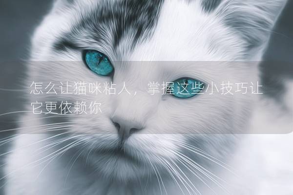 怎么讓貓咪粘人，掌握這些小技巧讓它更依賴你