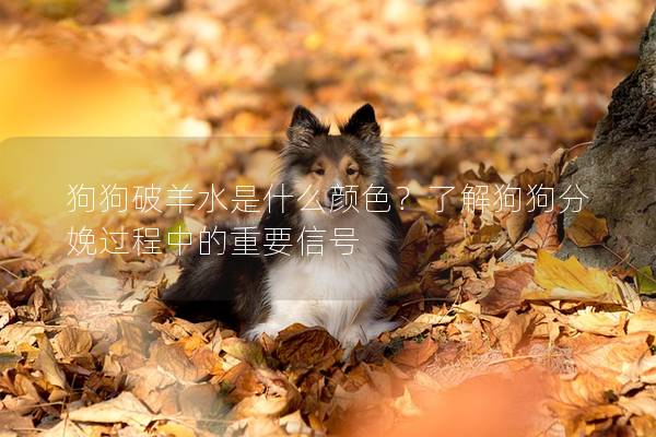 狗狗破羊水是什么顏色？了解狗狗分娩過程中的重要信號