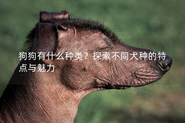 狗狗有什么種類？探索不同犬種的特點與魅力