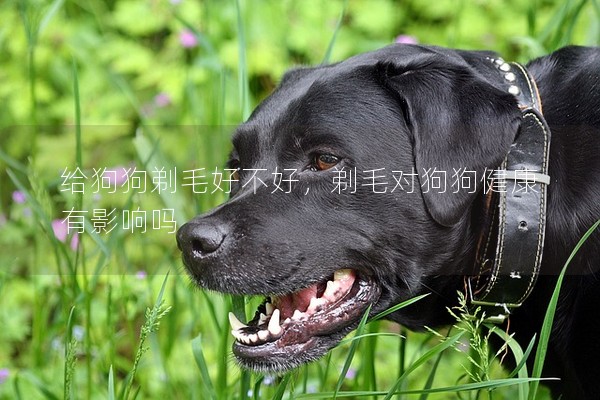 給狗狗剃毛好不好,剃毛對狗狗健康有影響嗎 給狗狗剃毛好不好,剃毛對狗狗健康有影響嗎