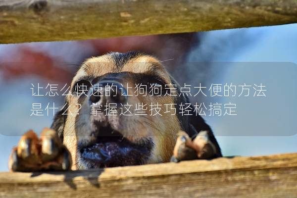 讓怎么快速的讓狗狗定點大便的方法是什么？掌握這些技巧輕松搞定