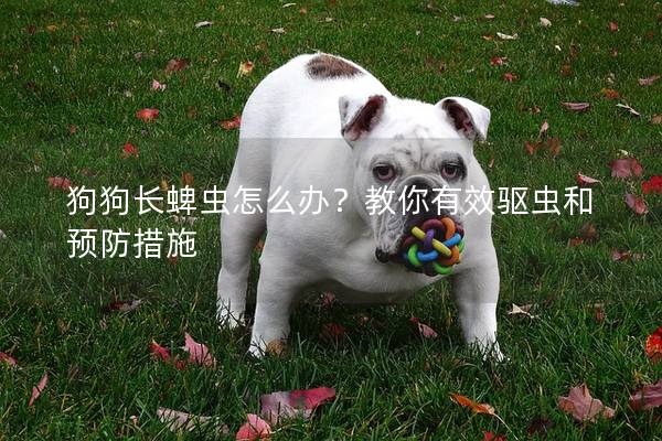 狗狗長蜱蟲怎么辦？教你有效驅(qū)蟲和預(yù)防措施