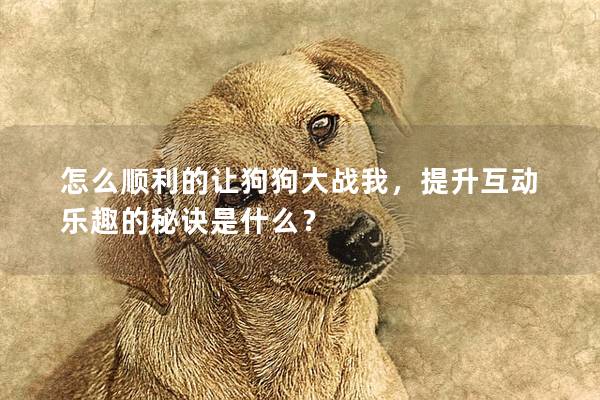 怎么順利的讓狗狗大戰我，提升互動樂趣的秘訣是什么？