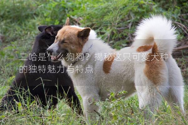 二哈是什么狗狗？揭秘這只可愛犬種的獨特魅力與特點