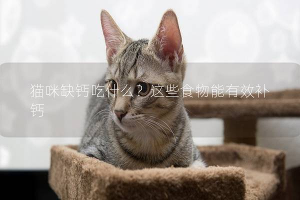 貓咪缺鈣吃什么？這些食物能有效補鈣