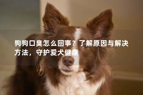 狗狗口臭怎么回事？了解原因與解決方法，守護愛犬健康