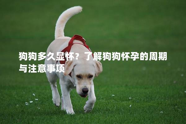 狗狗多久顯懷?了解狗狗懷孕的周期與注意事項 狗狗多久顯懷?了解狗狗懷孕的周期與注意事項