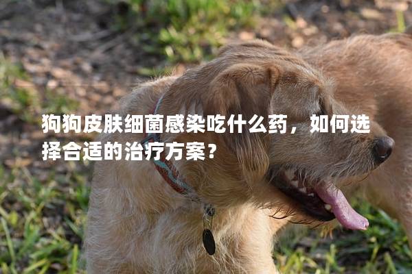 狗狗皮膚細菌感染吃什么藥，如何選擇合適的治療方案？