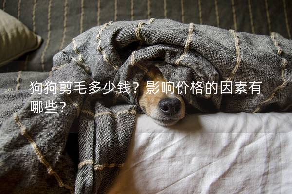 狗狗剪毛多少錢？影響價格的因素有哪些？