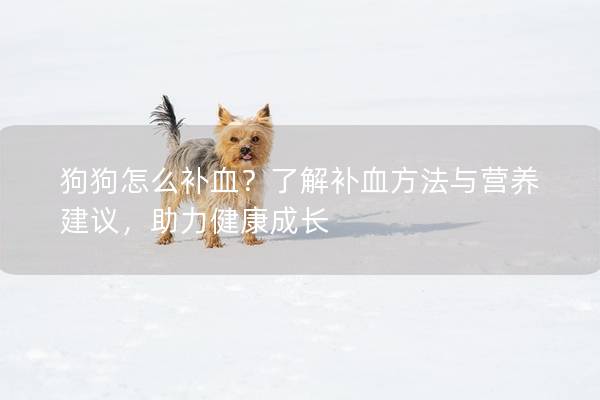 狗狗怎么補血？了解補血方法與營養(yǎng)建議，助力健康成長