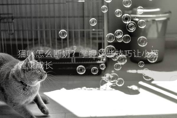 貓咪怎么斷奶？掌握這些技巧讓小貓健康成長