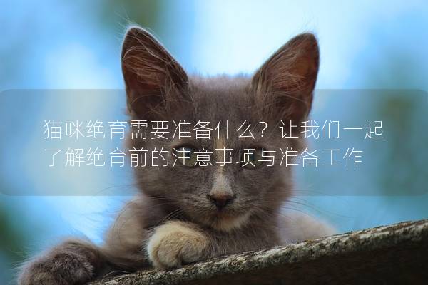 貓咪絕育需要準備什么？讓我們一起了解絕育前的注意事項與準備工作