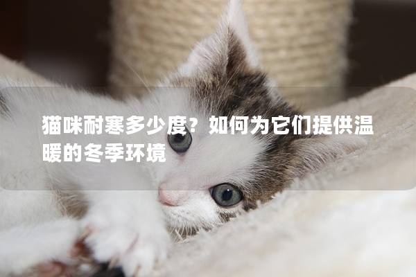 貓咪耐寒多少度？如何為它們提供溫暖的冬季環(huán)境