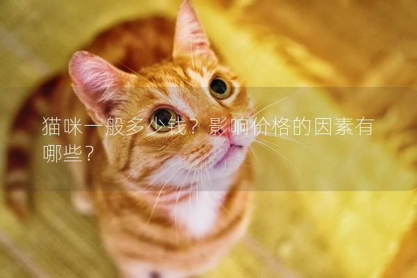 貓咪一般多少錢？影響價格的因素有哪些？