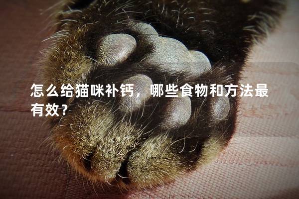 怎么給貓咪補鈣，哪些食物和方法最有效？