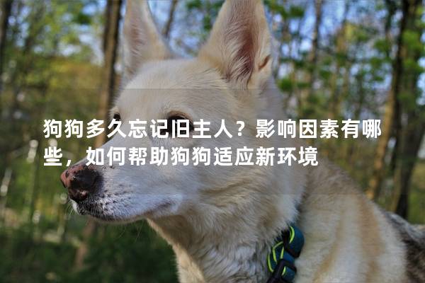 狗狗多久忘記舊主人？影響因素有哪些，如何幫助狗狗適應新環境