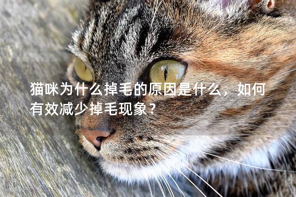 貓咪為什么掉毛的原因是什么，如何有效減少掉毛現(xiàn)象？