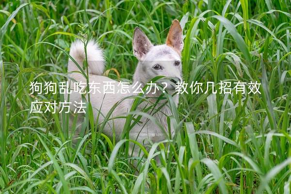 狗狗亂吃東西怎么辦？教你幾招有效應對方法
