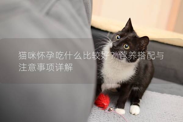 貓咪懷孕吃什么比較好？營養搭配與注意事項詳解