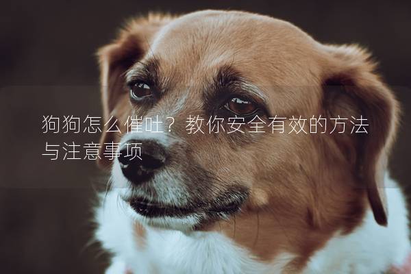 狗狗怎么催吐?教你安全有效的方法與注意事項 狗狗怎么催吐?教你安全有效的方法與注意事項