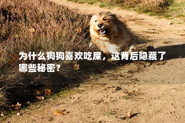 為什么狗狗喜歡吃屎，這背后隱藏了哪些秘密？