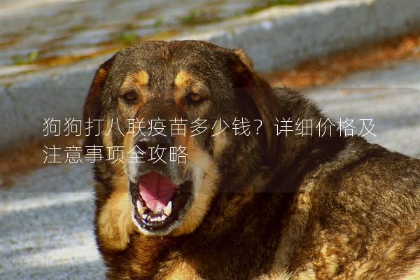 狗狗打八聯(lián)疫苗多少錢？詳細(xì)價格及注意事項全攻略