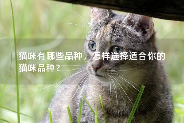 貓咪有哪些品種，怎樣選擇適合你的貓咪品種？