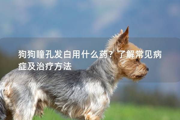 狗狗瞳孔發(fā)白用什么藥？了解常見病癥及治療方法